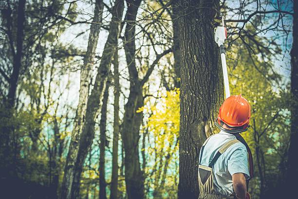 How Our Tree Care Process Works  in  Clifton, TN